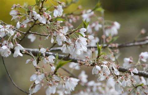 子孫樹|淡墨桜